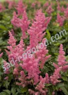 Астильба Японская Рейнланд Astilbe japonica Rheinland