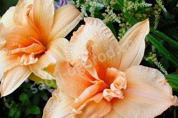 Лилейник Дабл Дрим Hemerocallis Double Dream