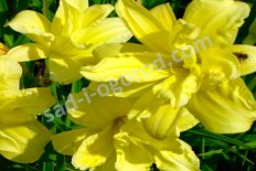 Лилейник Дабл Риве Вай Hemerocallis Double River Wye