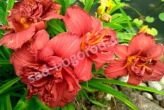 Лилейник Дабл Файркрэкер Hemerocallis Double Firecracker