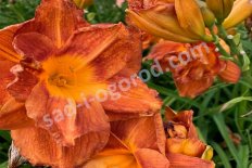 Лилейник Даблишес Hemerocallis Doublelicious