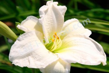 Лилейник Джентл Шеферд Hemerocallis Gentle Shepherd