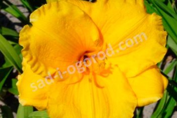 Лилейник Джерусалим Hemerocallis Jerusalem