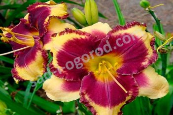 Лилейник Ай он Америка Hemerocallis Eye on America