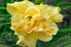 Лилейник Йеллоу Сабмарин Hemerocallis Yellow Submarine