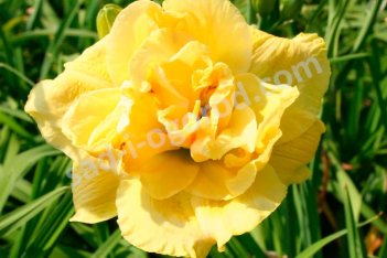 Лилейник Йеллоу Сабмарин Hemerocallis Yellow Submarine