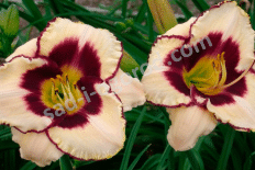 Лилейник Канадиан Бордер Петрол Hemerocallis Canadian Border Patrol