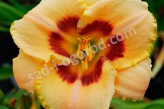 Лилейник Кустард Кенди Hemerocallis Custard Candy
