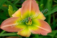 Лилейник Коктейль Пати Hemerocallis Cocktail Party