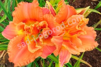 Лилейник Конго Корэл Hemerocallis Congo Coral