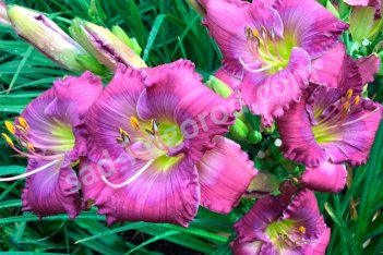 Лилейник Лавендер Блу Бэби Hemerocallis Lavender Blue Baby