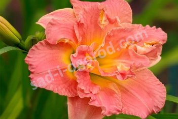 Лилейник Лэйси Дойли Hemerocallis Lace Doily