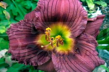 Лилейник Литтл Грейпет Hemerocallis Little Grapette