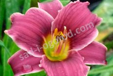Лилейник Литтл Мисси Hemerocallis Little Missy