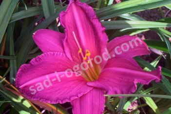 Лилейник Лонгфилдз Прайд Hemerocallis Longfields Pride