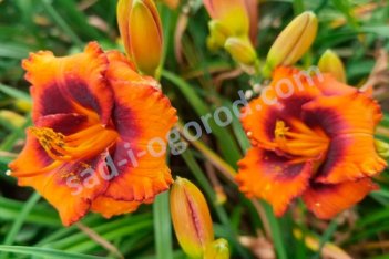 Лилейник Маделин Нетлз Айз Hemerocallis Madeline Nettles Eyes