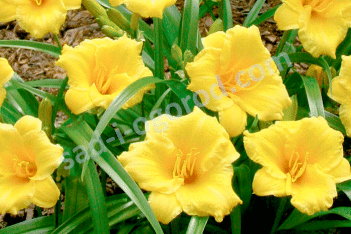 Лилейник Мини Стелла Hemerocallis Mini Stella