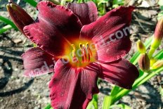 Лилейник Минстрел Бой Hemerocallis Minstrel Boy