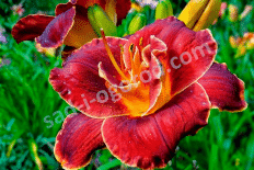 Лилейник Найт Эмберс Hemerocallis Nights Embers