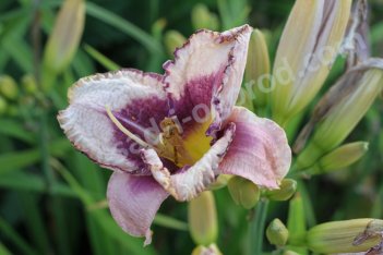 Лилейник Невер Эндинг Фентези Hemerocallis Never Ending Fantasy