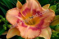 Лилейник Нью Квест Hemerocallis New Quest