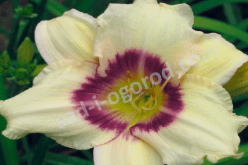 Лилейник Пандорас Бокс Hemerocallis Pandora`s Box