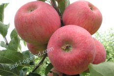 Яблоня Пирос Malus domestica Piros