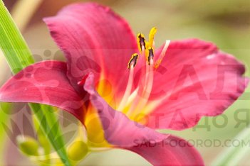 Лилейник Пардон Ми Hemerocallis Pardon Me