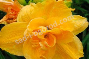 Лилейник Патрисия Джоджо Hemerocallis Patricia Jojo