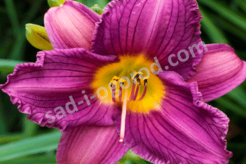 Лилейник Пепл Доро Hemerocallis Purple De Oro
