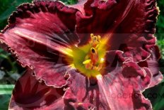 Лилейник Пеплишес Hemerocallis Purplelicious