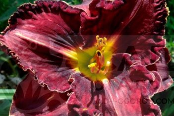 Лилейник Пеплишес Hemerocallis Purplelicious