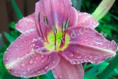 Лилейник Прэйри Блю Айз Hemerocallis Prairie Blue Eyes