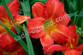 Лилейник Ред Рам Hemerocallis Red Rum