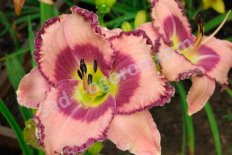 Лилейник Роял Брайд Hemerocallis Royal Braid