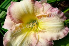 Лилейник Сил оф Эпрувел Hemerocallis Seal of Approval
