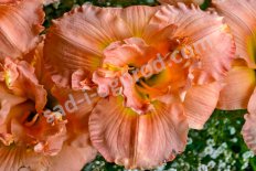 Лилейник Силоам Дабл Классик Hemerocallis Siloam Double Classic