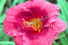 Лилейник Джим Купер Hemerocallis Jim Cooper