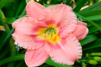 Лилейник Силоам Риббон Кэнди Hemerocallis Siloam Ribbon Candy