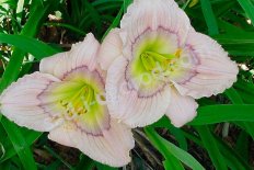 Лилейник Силоам Дэвид Кирхоф Hemerocallis Siloam David Kirchhoff