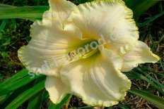 Лилейник Спейскоуст Скремблд Hemerocallis Spacecoast Scrambled