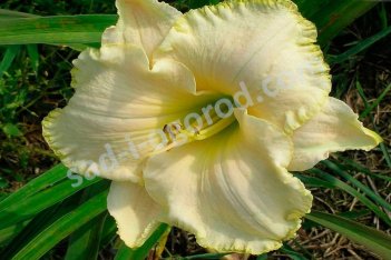 Лилейник Спейскоуст Скремблд Hemerocallis Spacecoast Scrambled