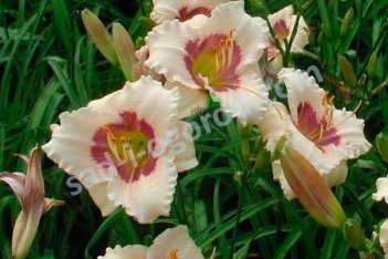 Лилейник Силоам Ури Винефолд Hemerocallis Siloam Ury Winniford