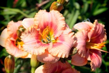 Лилейник Силоам Френч Дол Hemerocallis Siloam French Doll