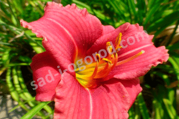 Лилейник Силоам Ред Той Hemerocallis Siloam Red Toy