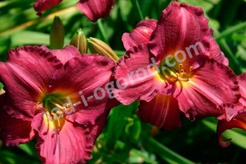 Лилейник Силоам Роял Принц Hemerocallis Siloam Royal Prince