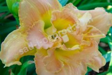 Лилейник Солид Джеометри Hemerocallis Solid Geometry