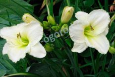 Лилейник Шабли Бланк Hemerocallis Chablis Blanc