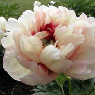 Пион Ито-гибрид Кэллис Мемори Paeonia itoh Callies Memory