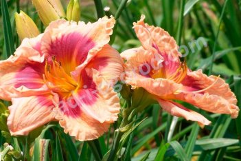 Лилейник Фламбоинт Эджес Hemerocallis Flamboyant Eyes